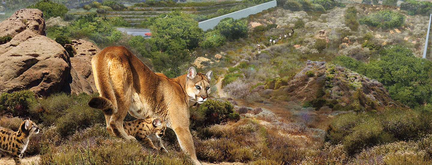 A mountain lion walking down a hill with her cubs