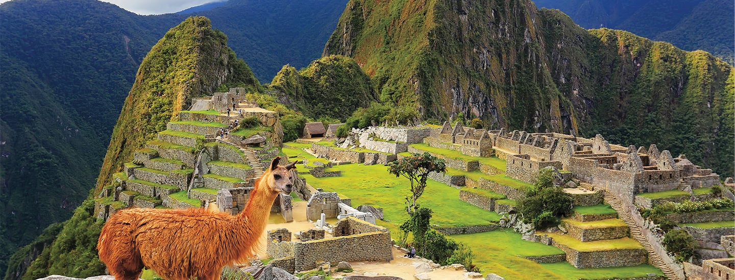 A llama on a hill over looking an ancient town in the mountains of Peru