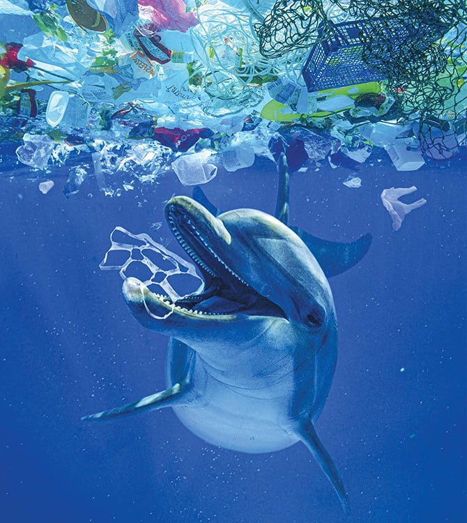 https://junior.scholastic.com/content/dam/classroom-magazines/junior-scholastic/issues/2021-22/110121/the-truth-about-recycling-plastic/JSC-03-110121-Environment-Dolphin-MD.jpg