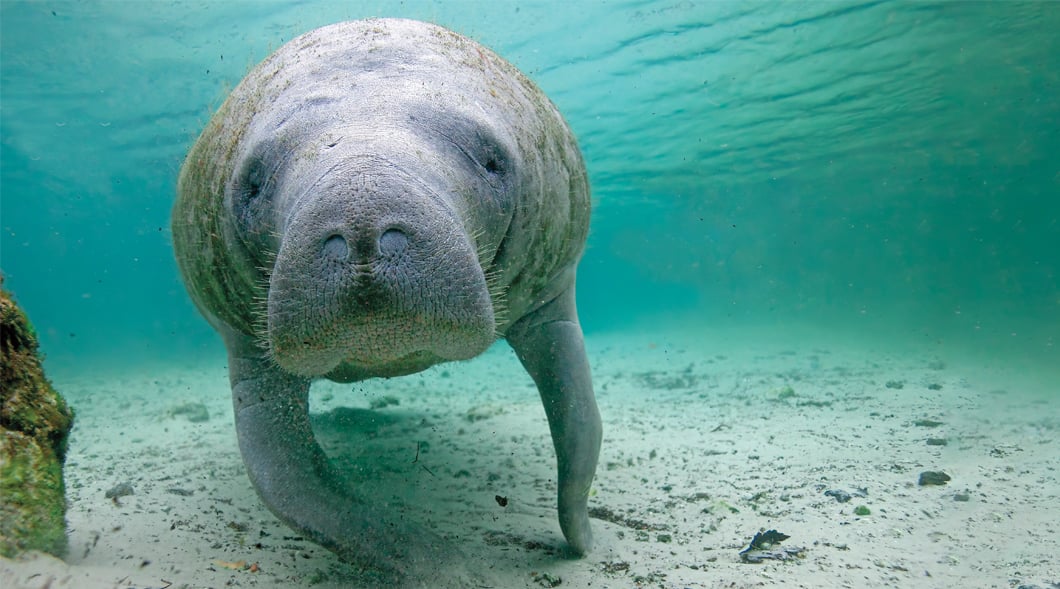 Photo of a manatee underwater