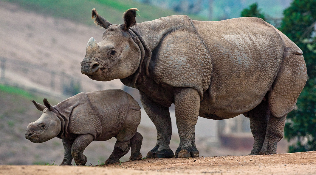 Rhinos on the Rise
