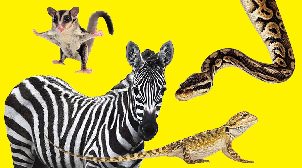 A sugar glider, zebra, python, and bearded dragon on a yellow background