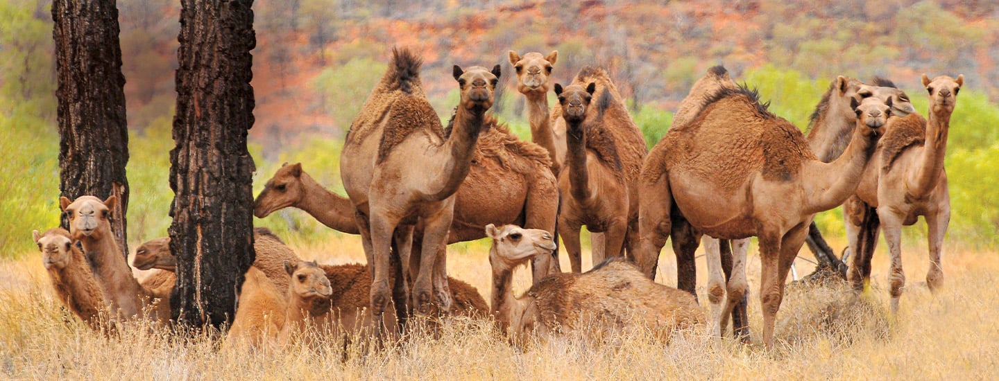 Photo of group of camels