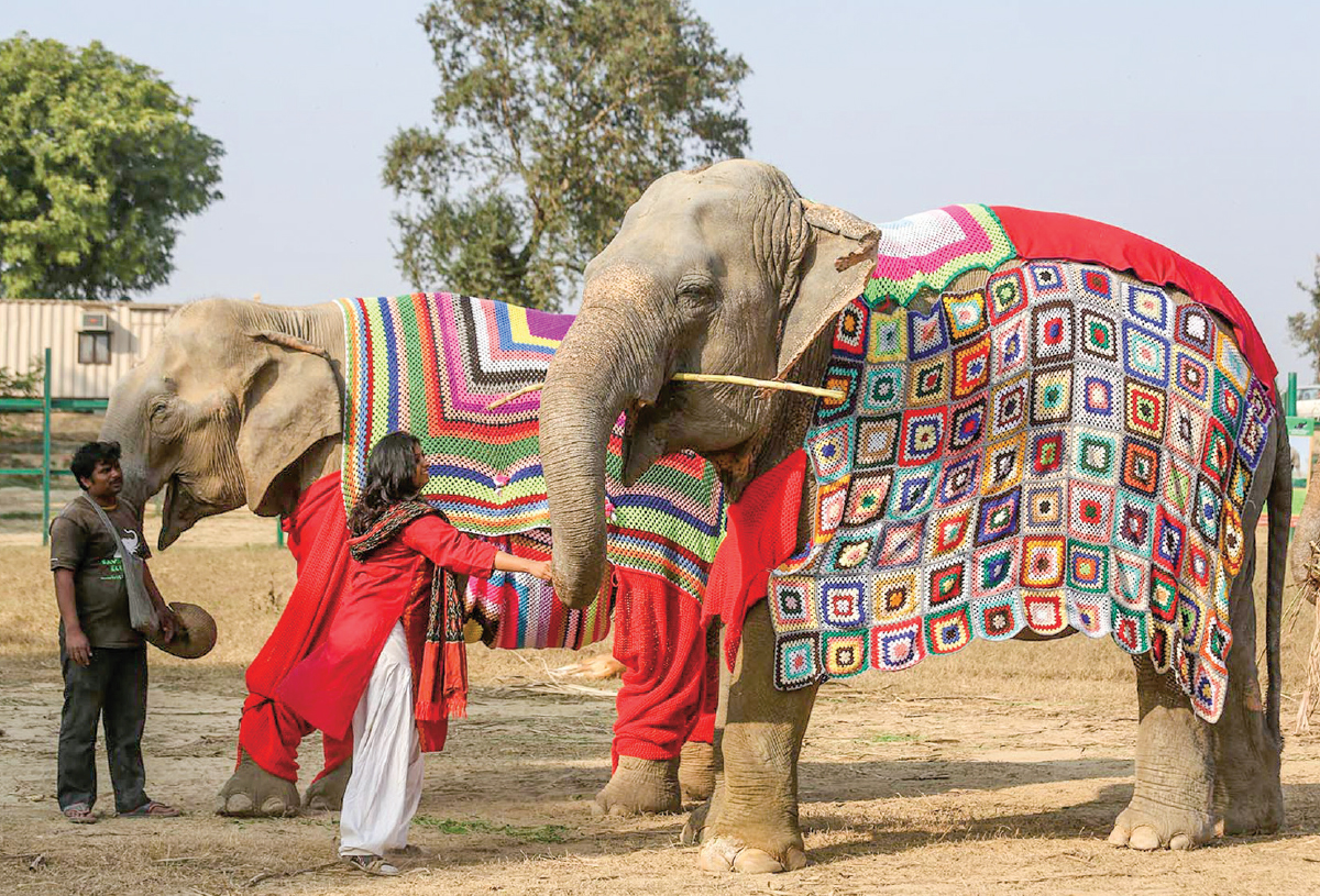 Индийские слоны живут. Азиатский индийский слон. Индийские слоны. Попона для слона. Попоны для слонов.